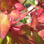 Close up of red leaf plant